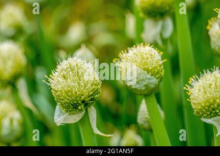 Bulbo invernale ONION fiorisce violentemente in grandi infiorescenze, fiestulosum Allium, cipolle accatastate Foto Stock