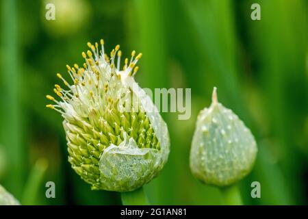 Bulbo invernale ONION fiorisce violentemente in grandi infiorescenze, fiestulosum Allium, cipolle accatastate Foto Stock