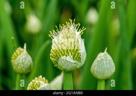 Bulbo invernale ONION fiorisce violentemente in grandi infiorescenze, fiestulosum Allium, cipolle accatastate Foto Stock