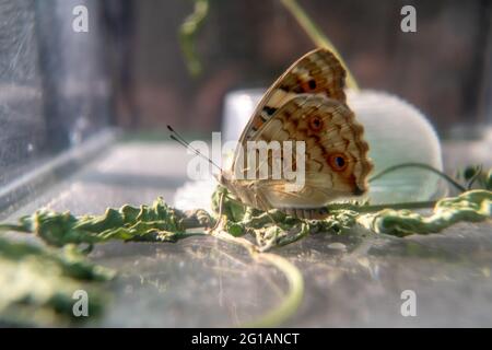 Primo piano farfalla (Blue Pansy). Fotografia macro. Foto Stock