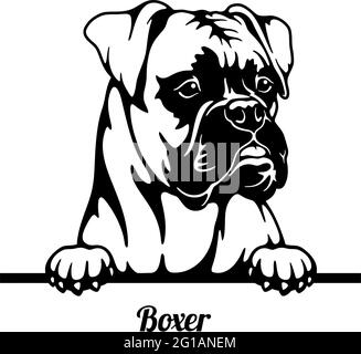 Boxer Peeking Dog - testa isolata su bianco - stock vettoriale Illustrazione Vettoriale