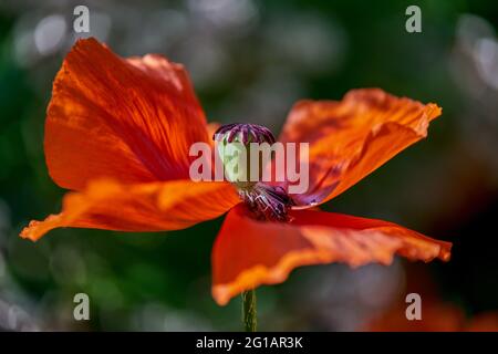Papavero orientale rosso lussureggiante Papaver orientale primo piano bello delicato arioso, poetico, volatile, fioritura, petali, stamens, pistil, Foto Stock