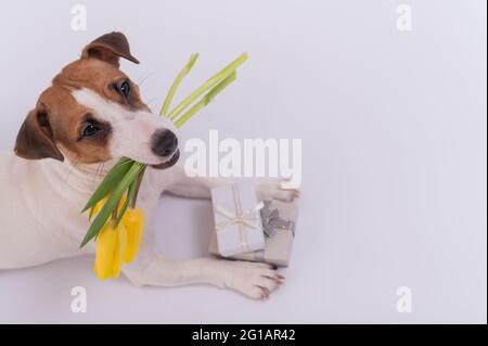 Un cane carino si trova accanto alle scatole regalo e tiene in bocca un bouquet di tulipani gialli su uno sfondo bianco. Biglietto d'auguri per donne internazionali Foto Stock