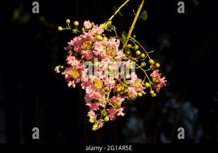 Tabebuia rosea fiore rosa, fuoco basso, con sfondo scuro sfocato Foto Stock