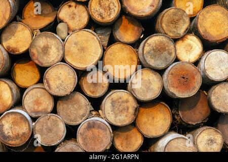 Catasta di tronchi di noce di cocco (Cocos nucifera), tronchi di legno. Vista frontale. Sfondo naturale. Foto Stock