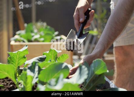 Primo piano di piantare verdure fresche verdi con una pala Foto Stock