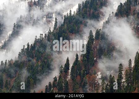 Alberi nella nebbia mattutina sulla montagna. Alberi di abete rosso Foto Stock