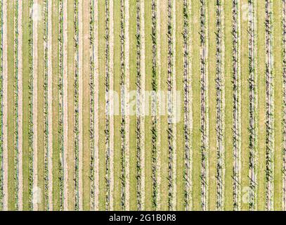 Vista aerea dei vigneti nella East Long Island, NY Foto Stock