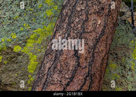 Ponderosa Pine con una roccia caduta da Devils Tower, Devils Tower National Monument, Wyoming, USA Foto Stock