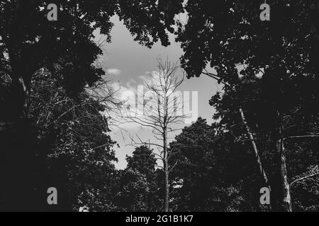 Lone albero morto in una piccola radura sulla spiaggia in Polonia in estate in una radura. Area priva di alberi nel mezzo di una foresta nel centro. Foto Stock