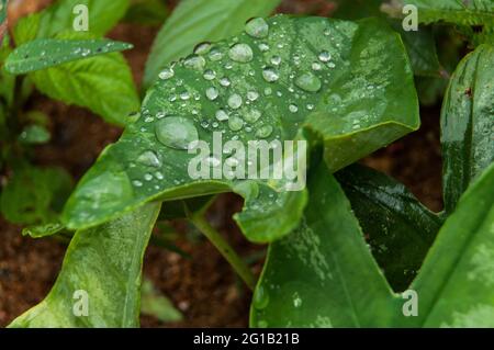 Pianta foglia con gocce d'acqua. Foto Stock