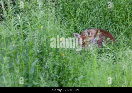 Londra, Regno Unito, 6 giugno 2021: Una volpe di cane passa la domenica pomeriggio snoozing nella zona dei prati di un giardino suburbano a Clapham. La fox si trova in fondo al giardino del fotografo. Quest'anno aveva due cuccioli, ma il suo compagno non è stato visto da quando sono nati. Un cucciolo è stato trovato morto nel giardino, l'altro non è stato visto per una settimana. Anna Watson/Alamy Live News Foto Stock