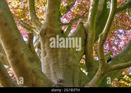 Tronco e rami di un possente faggio di rame (Fagus sylvatica) Foto Stock