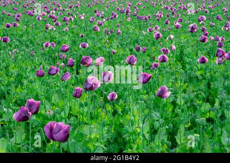 Bella violetta viola vivace papavero campo papaver somniferum al tramonto . Foto Stock