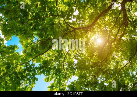 Primavera Estate concetto dello sfondo. Varietà corone di alberi nella foresta di primavera contro il cielo blu con il sun. Foto Stock