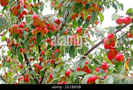 Albero ornamentale di mele di granchio pieno di frutti rossi maturi vibranti Foto Stock