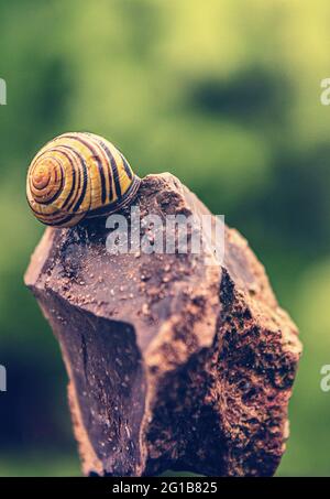 Lumaca e guscio di lumaca su una pietra primo piano con verde foresta sullo sfondo. Foto ravvicinata effetto bokeh. Foto Stock