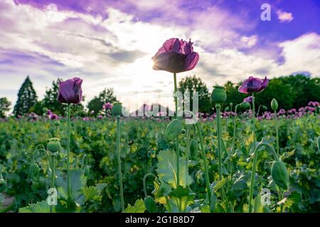 Bello viola papavero papaver campo somniferum al tramonto . Foto Stock