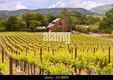 Vigneti della Napa Valley, mongolfiera e mulini a vento con piante di senape Selvatica gialla che crescono in primavera. Foto Stock