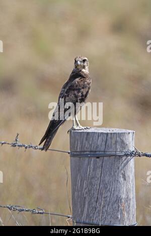 Falcon marrone (Falco berigora berigora) arroccato su palo recinzione sud-est Queensland, Australia Dicembre Foto Stock