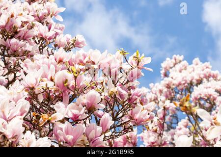 Magnolia si arbusta contro un cielo blu in primavera Foto Stock