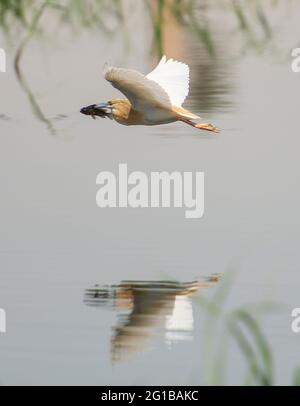Squacco Heron ardeola ralloides in volo su acqua di fiume caccia con pesce in bocca Foto Stock