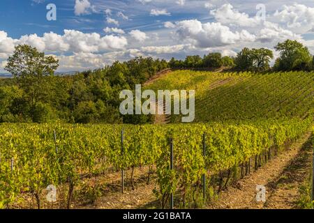 I vigneti più famosi della Toscana vicino a Montalcino in Italia Foto Stock