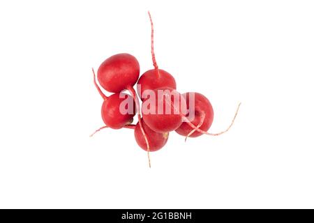 Rafano fresco isolato su sfondo bianco. Mucchio di rafano isolato. Su bianco. Foto Stock