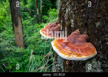 Ganoderma specie di funghi polipori che crescono su corteccia di albero - Pigah National Forest, Brevard, North Carolina, USA Foto Stock
