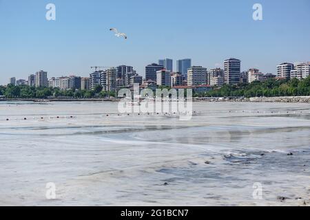 Istanbul, Turchia. 06 giugno 2021. Un gabbiano che vola intorno al mare inquinato.Mar di Marmara coperto da un trivolo di mare a Istanbul, Turchia. A causa del riscaldamento globale, la copertura della sostanza simile al muco sta aumentando di giorno in giorno e minaccia l'ambiente e l'industria della pesca. La ragione principale della crescita del pergno marino è la temperatura dell'acqua nel Mar di Marmara che è stata misurata a 2.5 gradi sopra la media degli ultimi 40 anni. Credit: SOPA Images Limited/Alamy Live News Foto Stock