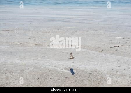 Istanbul, Turchia. 06 giugno 2021. Un gabbiano visto volare intorno al mare.Marmara Mare coperto da un trivolo di mare a Istanbul, Turchia. A causa del riscaldamento globale, la copertura della sostanza simile al muco sta aumentando di giorno in giorno e minaccia l'ambiente e l'industria della pesca. La ragione principale della crescita del pergno marino è la temperatura dell'acqua nel Mar di Marmara che è stata misurata a 2.5 gradi sopra la media degli ultimi 40 anni. Credit: SOPA Images Limited/Alamy Live News Foto Stock