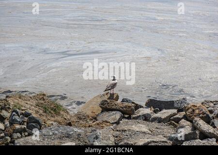 Istanbul, Turchia. 06 giugno 2021. Un gabbiano visto sulle rive di un mare inquinato.Mar di Marmara coperto da un gabbiano marino a Istanbul, Turchia. A causa del riscaldamento globale, la copertura della sostanza simile al muco sta aumentando di giorno in giorno e minaccia l'ambiente e l'industria della pesca. La ragione principale della crescita del pergno marino è la temperatura dell'acqua nel Mar di Marmara che è stata misurata a 2.5 gradi sopra la media degli ultimi 40 anni. Credit: SOPA Images Limited/Alamy Live News Foto Stock