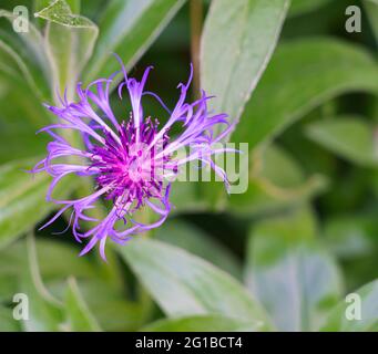 Closeup di un Mountain bluet Bachelor's Button in fiore d'estate con viola vivace e blu Foto Stock