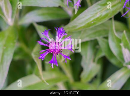 Closeup di un Mountain bluet Bachelor's Button in fiore d'estate con viola vivace e blu Foto Stock