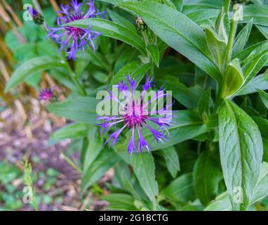 Closeup di un Mountain bluet Bachelor's Button in fiore d'estate con viola vivace e blu Foto Stock