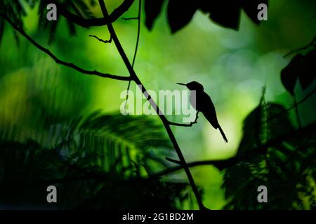 Silhouette Fata con corona viola Heliothryx Barroti colibrì grande che si alleva nelle pianure e nelle colline dal sud-est del Messico a sud dell'Ecuador, Foto Stock