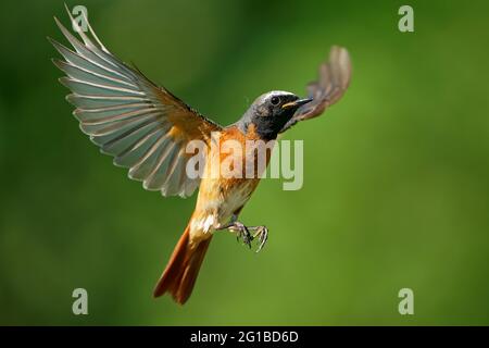 Comune Redstart phoenicurus phoenicurus piccolo uccello passerino in Fenicurus, ex Turdidae, ora Old World flycatcher famiglia Muscicapidae, volare o Foto Stock