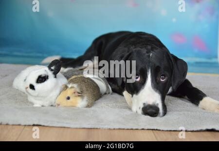Cane, coniglio e cavia pendono insieme su una coperta Foto Stock