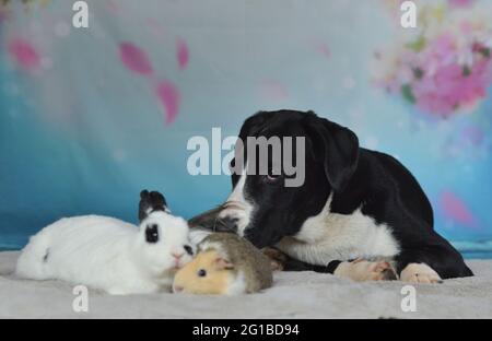 Cane, coniglio e cavia pendono insieme su una coperta Foto Stock