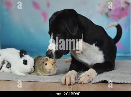 Cane, coniglio e cavia pendono insieme su una coperta Foto Stock