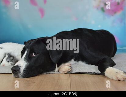 Cane, coniglio e cavia pendono insieme su una coperta Foto Stock