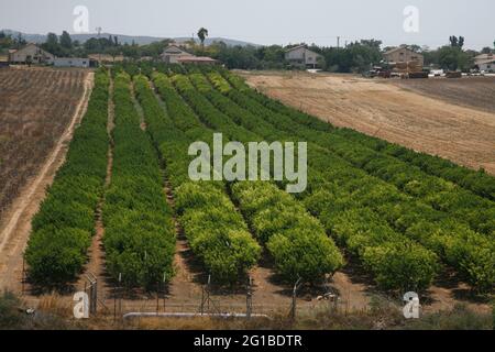 Frutteto di alberi nettarini, colline Shephelah inferiore, Lowlands o Judean Foothills vicino al villaggio di Kfar Shmuel, Israele Foto Stock