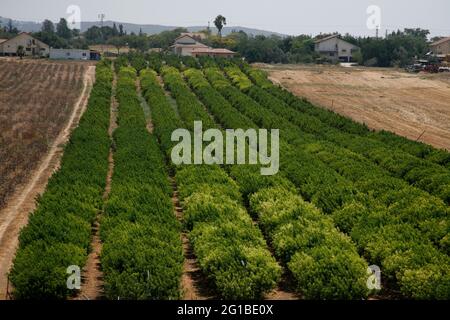 Frutteto di alberi nettarini, colline Shephelah inferiore, Lowlands o Judean Foothills vicino al villaggio di Kfar Shmuel, Israele Foto Stock