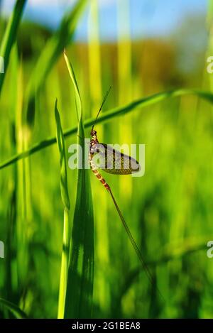 Mayfly che riposa sul grano dello stagno Foto Stock