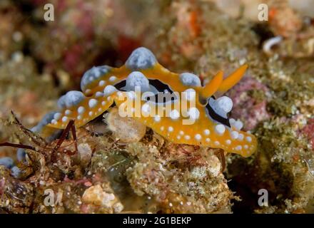 Nudiranch giallo con macchie bianche e rinofori strisciati sulla barriera corallina sul fondo del mare Foto Stock