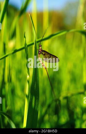 Mayfly che riposa sul grano dello stagno Foto Stock