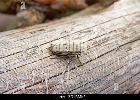 Borer di pino latheaded, porticciolo di calcophora, su vecchia superficie di legno grigio. Primo piano. Vista orizzontale Foto Stock