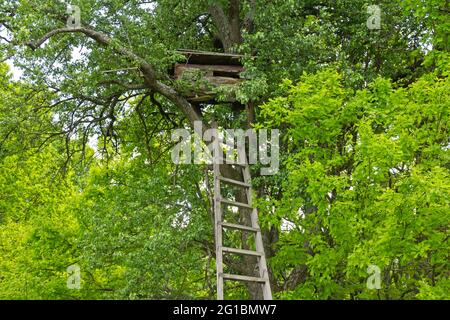 Antico tradizionale antico autentico alveare fatto sul tronco su un grande albero. Scala di legno vicino al tronco. Foto Stock