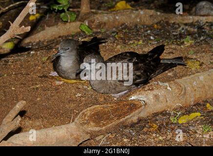 Shearwater (Ardenne pacifica chlororhyncha) coppia seduta vicino al burrone NEST Lady Eliot Island, Queensland, Australia Febbraio Foto Stock