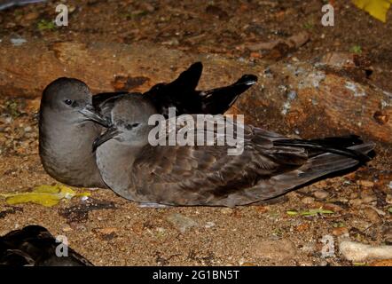 Shearwater (Ardenne pacifica chlororhyncha) coppia seduta vicino al burrone NEST Lady Eliot Island, Queensland, Australia Febbraio Foto Stock